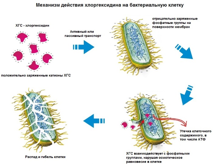 Гексорал (Hexoral) таблетки для рассасывания. Инструкция по применению, цена, отзывы