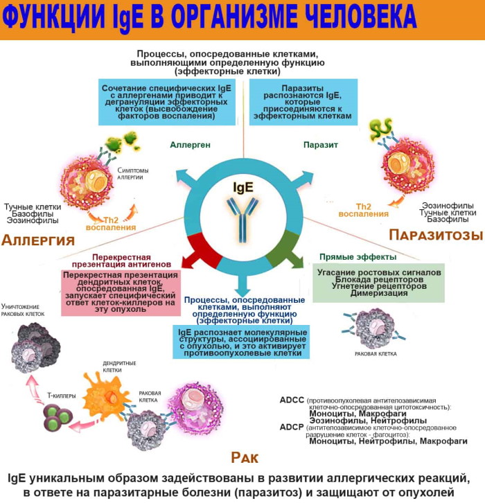 Иммуноглобулин Е повышен у ребенка. Причины, что это