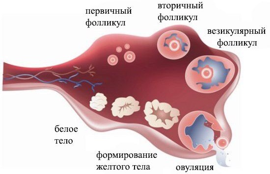 Инозитол. Инструкция по применению Витамина B8 при планировании беременности, от бесплодия. Названия, цена препаратов