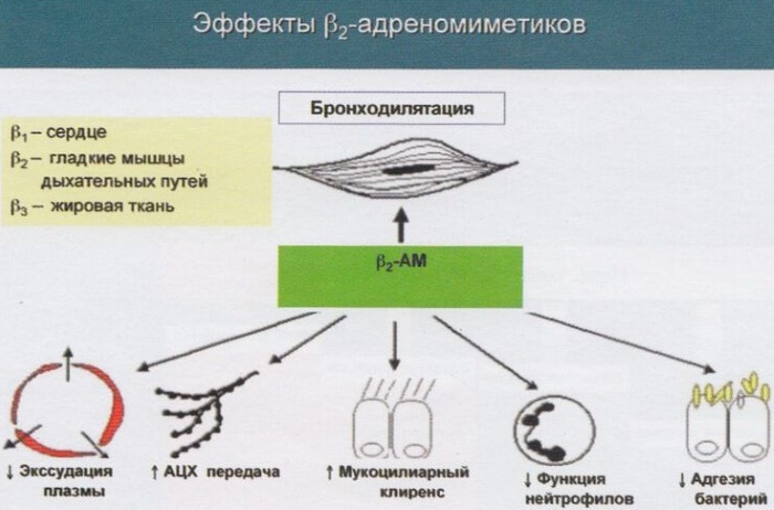 Ипратерол-натив (Ipraterol-nativ) для ингаляций. Цена, инструкция, аналоги