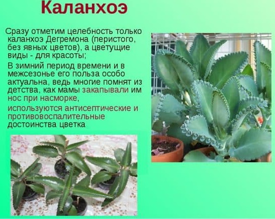 Каланхоэ. Лечебные свойства и применение, рецепты