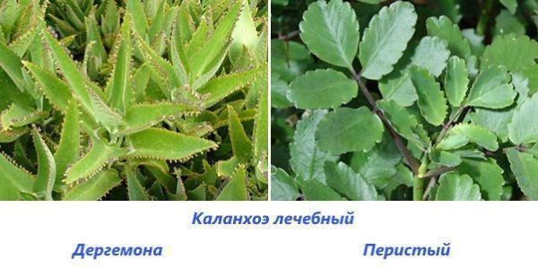 Каланхоэ. Лечебные свойства и применение, рецепты