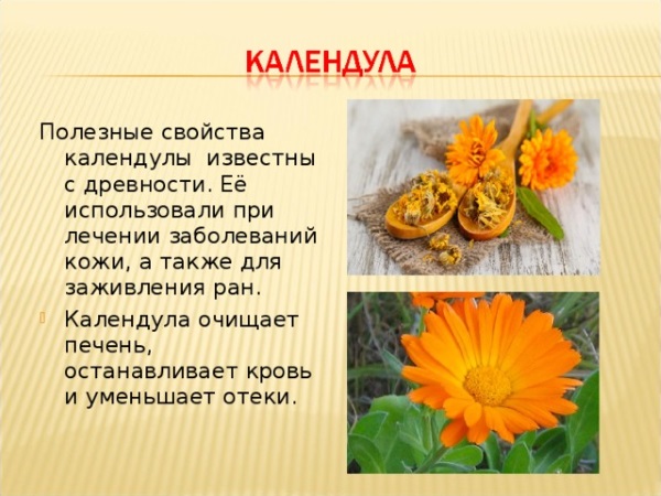 Календула. Полезные свойства для женщин, мужчин и детей. Рецепты применения, противопоказания