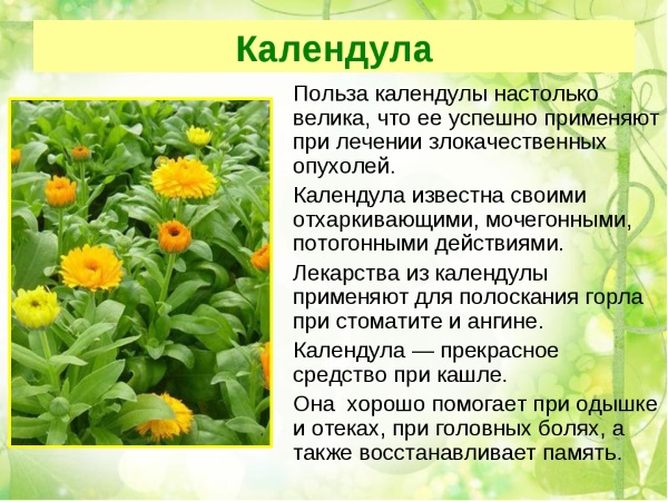 Календула. Полезные свойства для женщин, мужчин и детей. Рецепты применения, противопоказания