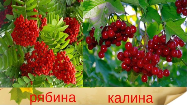 Калина красная. Полезные свойства и противопоказания. Рецепты