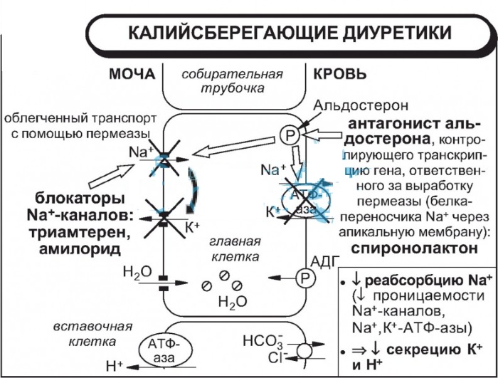 Калийсберегающие диуретики последнего поколения. Что это такое, список препаратов, механизм действия