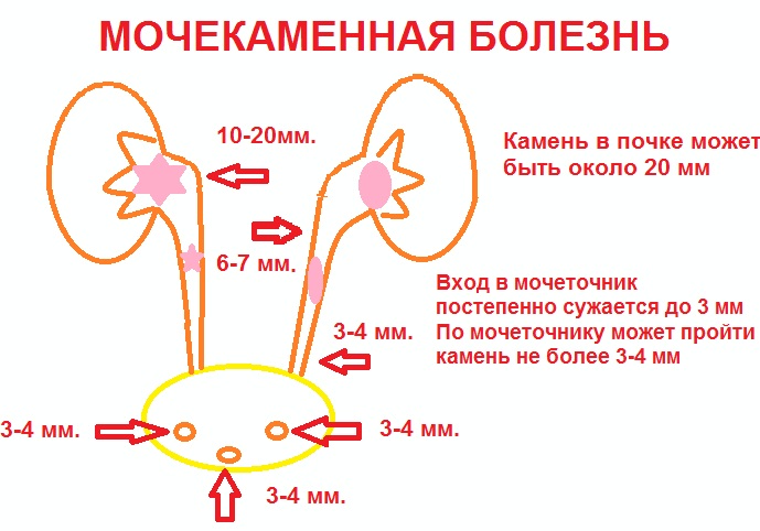 Горец птичий. Полезные свойства травы, применение и противопоказания