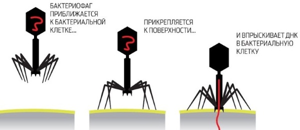 Отофаг гель для детей. Отзывы, инструкция по применению, цена