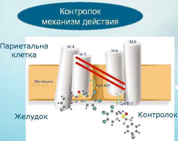 Контролок 20-40 мг. Инструкция по применению, цена, отзывы