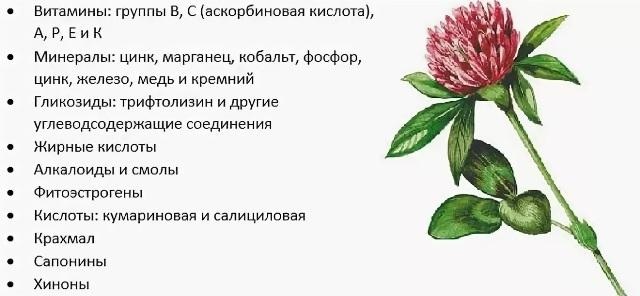 Красный клевер настойка для очищения сосудов. Как принимать, отзывы
