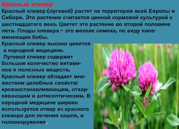 Красный клевер настойка для очищения сосудов. Как принимать, отзывы