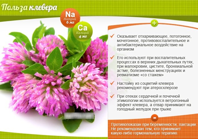 Красный клевер настойка для очищения сосудов. Как принимать, отзывы