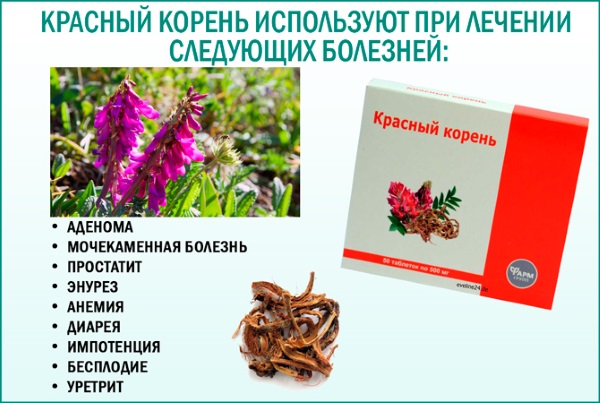 Красный корень. Лечебные свойства, инструкция, как принимать таблетки, настойку. Противопоказания и цена