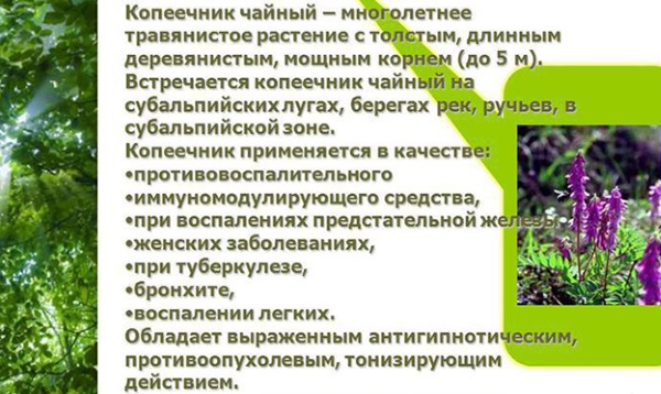 Красный корень. Лечебные свойства, инструкция, как принимать таблетки, настойку. Противопоказания и цена