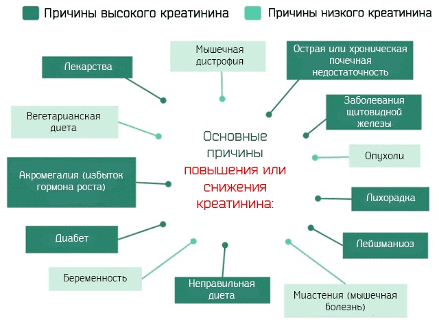 Клиренс креатинина (проба Реберга). Что это такое, как рассчитать, норма