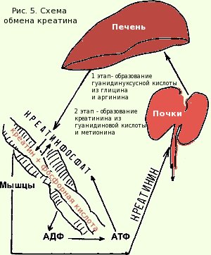 Клиренс креатинина (проба Реберга). Что это такое, как рассчитать, норма