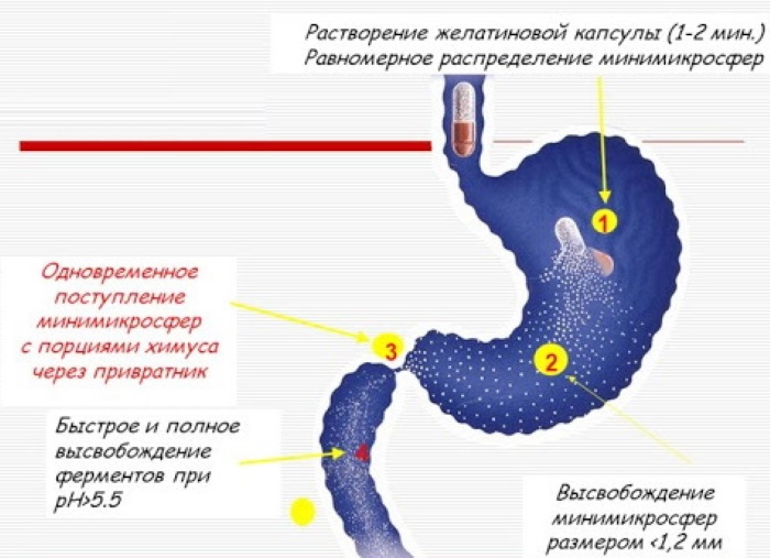 Креон 10000 и аналоги дешевле. Список препаратов, цены, отзывы