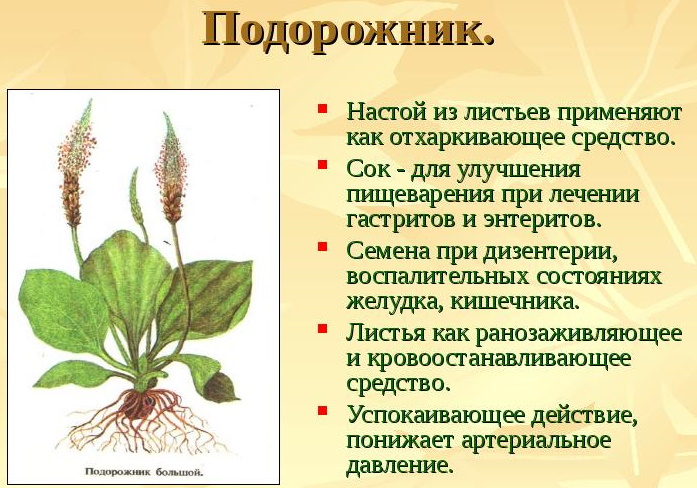 Лечебные растения. Фото, название, описание