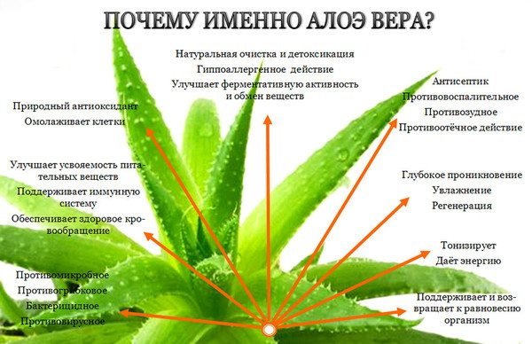 Лечебные растения. Фото, название, описание