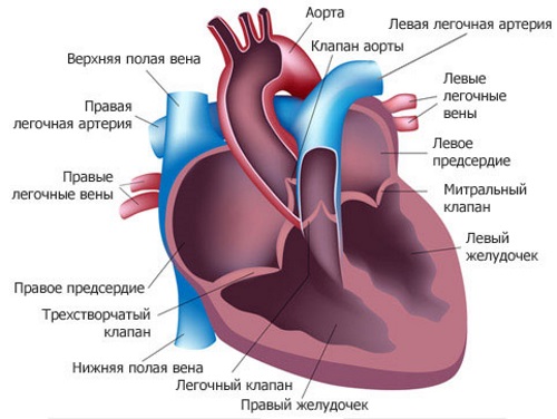 Легочная артерия. Где находится, норма давления, симптомы и лечение тромбоза, стеноза, гипертензия. Клинические рекомендации