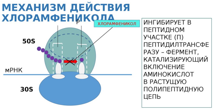 Левомицетиновая (Levomycetin) мазь для глаз. Инструкция по применению, цена