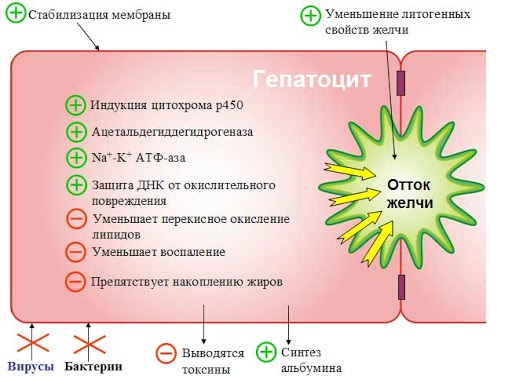 Лив 52. Инструкция по применению, цена, отзывы, аналоги