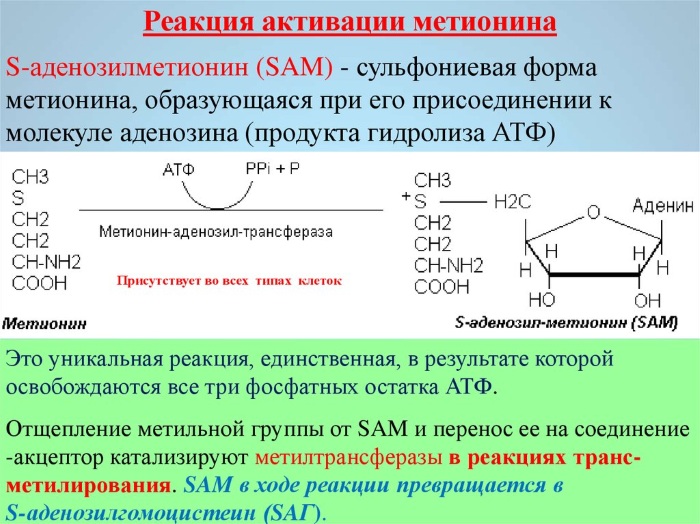 Метионин. Польза и вред для человека, печени, что это такое, в каких продуктах, для чего принимается в бодибилдинге. Цена, аналоги