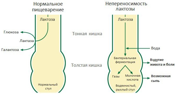 Молоко с прополисом на ночь. Польза, рецепт от кашля, при панкреатите, для поджелудочной железы, желудка, иммунитета