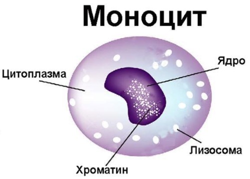 Моноциты, норма у женщин по возрасту. Таблица, что значит повышенные, причины, анализ