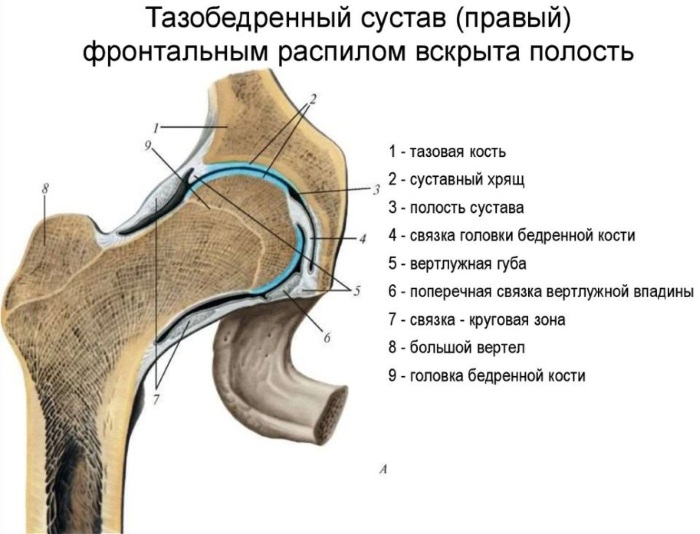 МРТ тазобедренного сустава. Цена, что показывает, как делают, подготовка у взрослых, детей