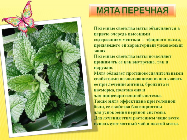 Мята перечная. Лечебные свойства для женщин, польза чая, рецепты народной медицины