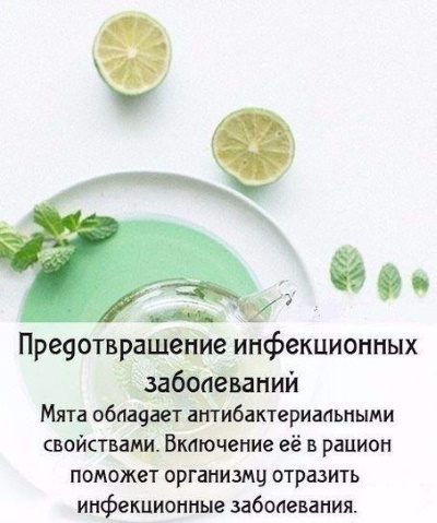 Мята перечная. Лечебные свойства для женщин, польза чая, рецепты народной медицины
