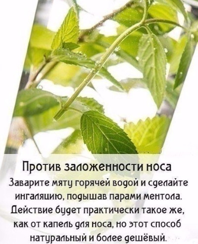 Мята перечная. Лечебные свойства для женщин, польза чая, рецепты народной медицины