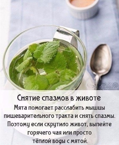 Мята перечная. Лечебные свойства для женщин, польза чая, рецепты народной медицины