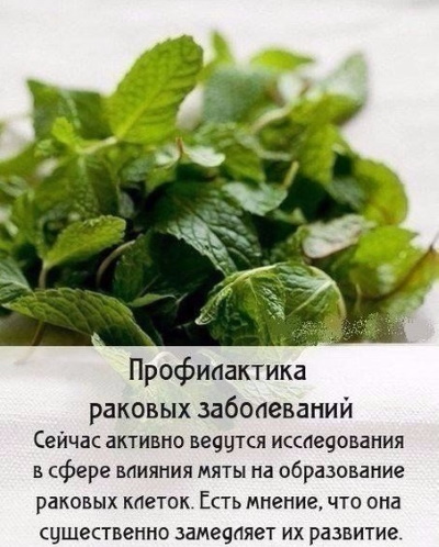 Мята перечная. Лечебные свойства для женщин, польза чая, рецепты народной медицины