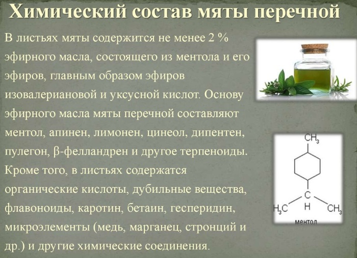 Мята. Полезные свойства для женщин 40-50-60 лет