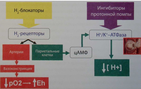 Н2 блокаторы гистаминовых рецепторов. Список препаратов, механизм действия