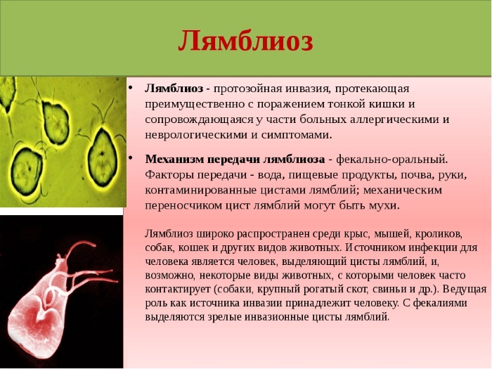 Настойка грецкого ореха на спирту. Полезные свойства, рецепты применения на перегородках, из скорлупы