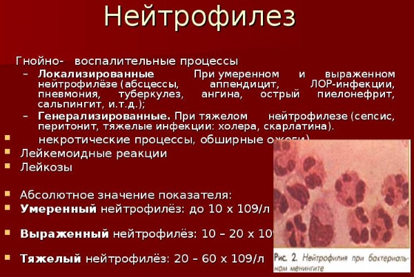 Нейтрофилы в крови у женщин. Норма по возрасту, при беременности, таблица