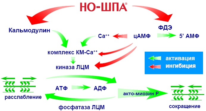Но-шпалгин (No-spalgin). Инструкция по применению, показания, цена, отзывы, аналоги