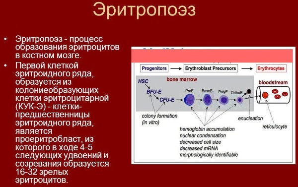Норма эритроцитов в крови у женщин после 40-60 лет. Таблица по возрасту, причины оседания