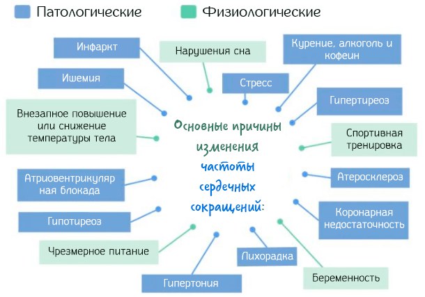 Норма пульса у взрослого человека: женщины, мужчины. Таблица