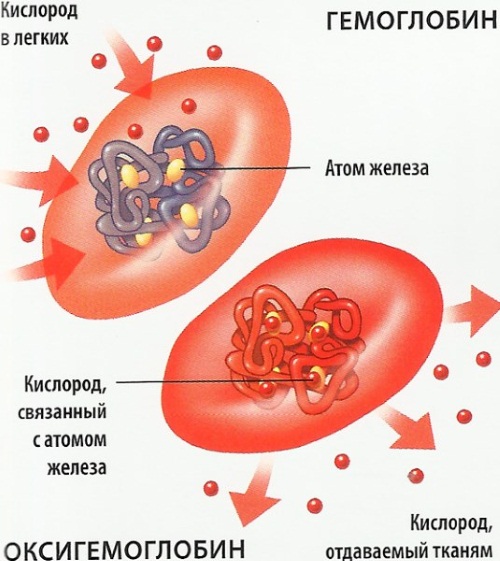 Продукты, повышающие гемоглобин в крови у взрослых, детей, при беременности, пожилых