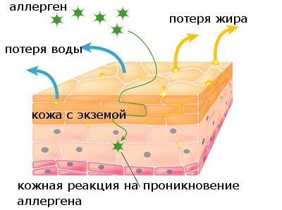 Очанка - лечебные свойства и противопоказания, состав, польза и вред. Особенности применения в народной медицине и косметологии