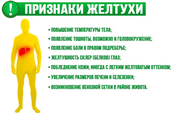Очанка - лечебные свойства и противопоказания, состав, польза и вред. Особенности применения в народной медицине и косметологии