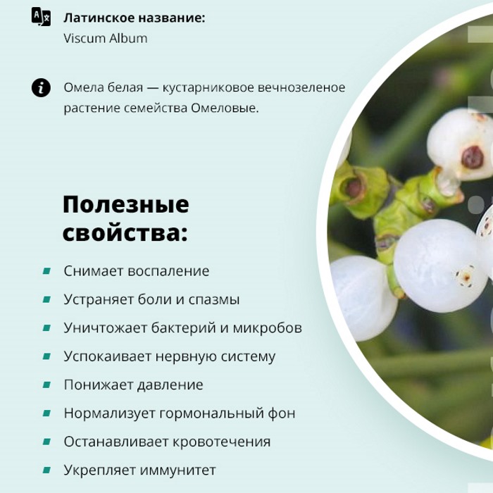 Омела белая: лечебные свойства и противопоказания для похудения, при диабете. Рецепт настойки, заварка травы