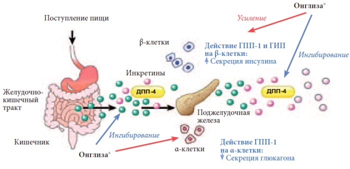 Онглиза (Onglyza). Инструкция по применению, цена, отзывы, аналоги