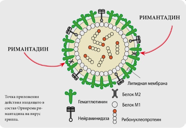 Орвирем. Инструкция по применению для детей, цена, аналоги, отзывы