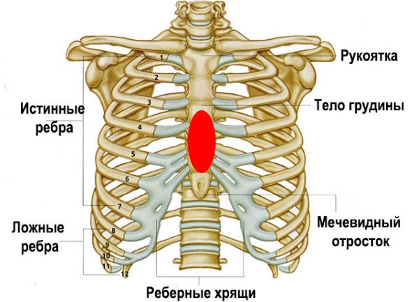 Перелом ребра. Симптомы, первая помощь, бандаж, лечение в домашних условиях, сколько заживает, осложнения