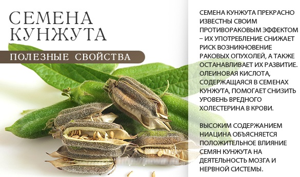 Польза и вред кунжутного семени, как принимать при остеопорозе, переломах, для похудения, чистки сосудов, артрозе, при беременности. Свойства, норма